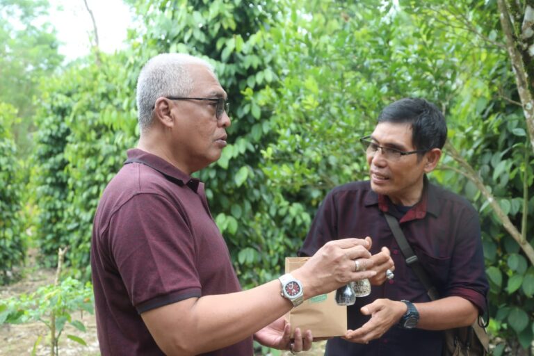 Produksi Meningkat, Petani Lada Belitung Sasar Peluang Ekapor