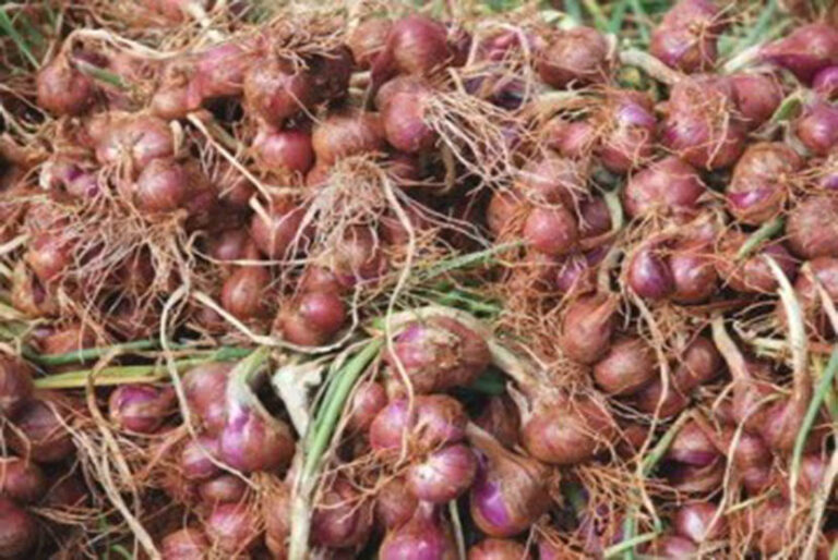 Petani Champion Temanggung Amankan Pasokan Bawang Merah di Awal Tahun 2023