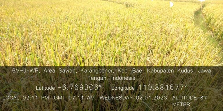 Kabupaten Kudus Tetap Panen Padi