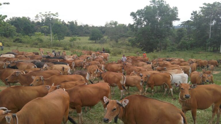 Kementan Tegaskan Penyakit Jembrana pada Sapi Tidak Menular ke Manusia