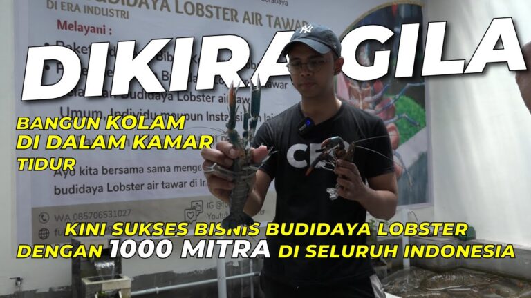 Sukses Budidaya Lobster Air Tawar; Gak Punya Lahan, di Kamar Tidur Pun Jadi !!!