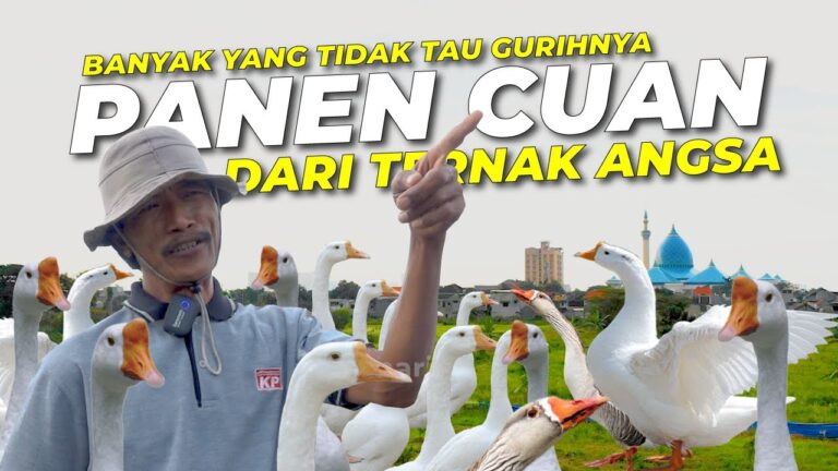 Nekad Ternak Angsa (Soang),  Hasilnya Luar Biasa