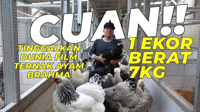 Cuan Jutaan dari Ternak Ayam Brahma; Bongkar Cara Ternak dan Pemasarannya