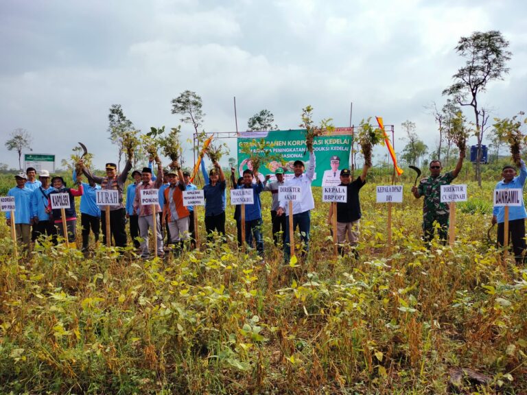 Panen Perdana Kedelai pada Lahan Korporasi Pertanian Presisi di Gunung Kidul