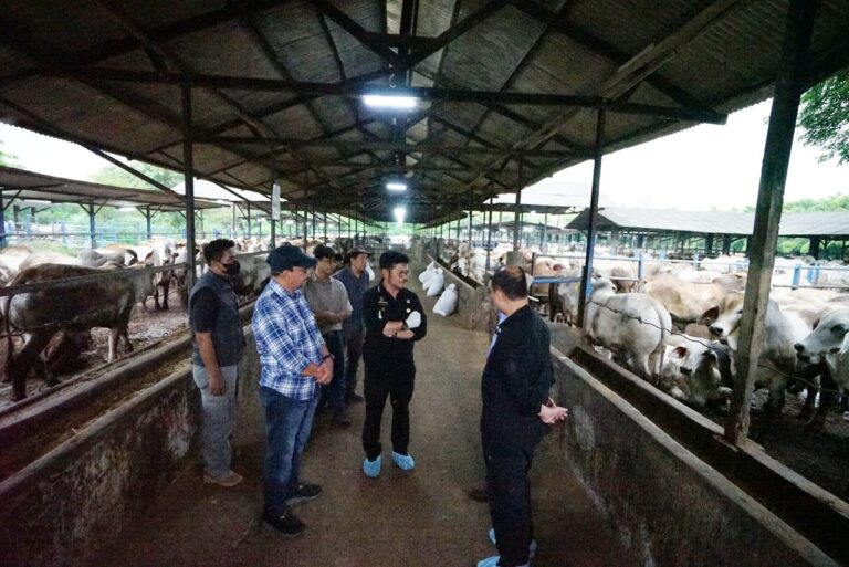 Pantau Ternak Sapi di Bekasi, Mentan SYL Pastikan Ketersediaan Jelang HBKN Aman