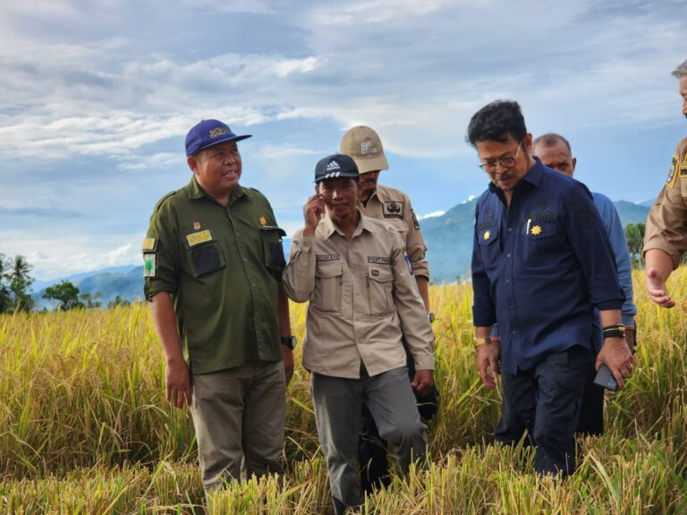 Mentan SYL: Panen Padi di Pinrang, Lampaui Target Produksi Nasional