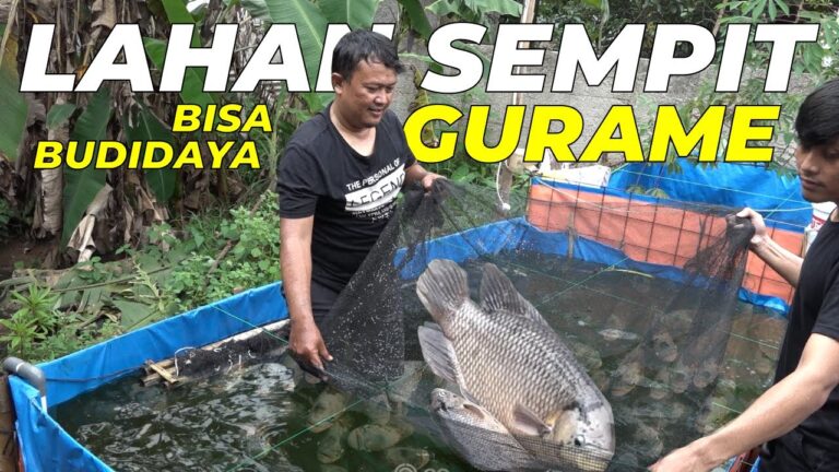Hasil Maksimal Budidaya Gurame di Kolam Terpal