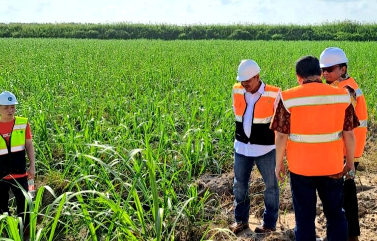 Indonesia Berhasil Bangun Industri Gula Terintegrasi di Lahan Rawa