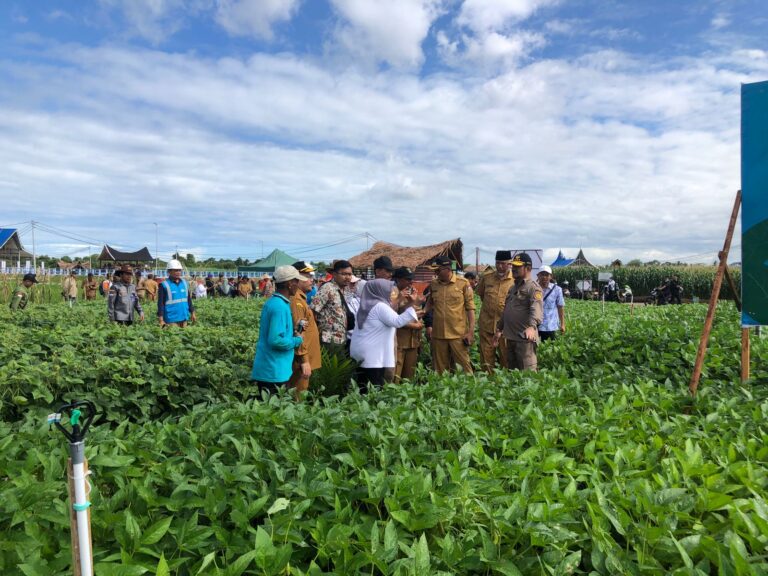 Menteri Pertanian Tinjau Percontohan Aneka Kacang dan Umbi di Penas Padang