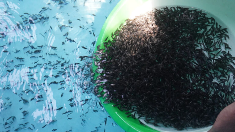 KKP Genjot Produksi Ikan Kakap di Aceh