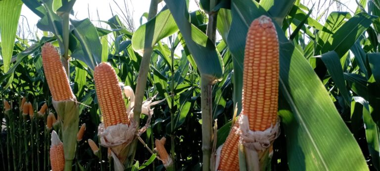 Trobosan Baru, Kementan Hadirkan Jagung Multi Tongkol di Penas Padang