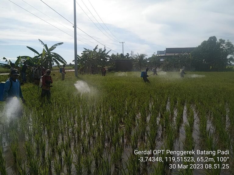 Kementan Kawal Pengamanan Produksi Padi di Sidrap dan Pinrang dari Serangan Hama