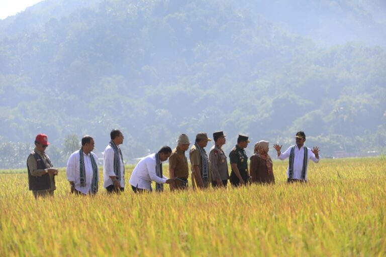 Panen Padi di Lombok Barat, SYL Ajak Petani Bersama Hadapi EL Nino