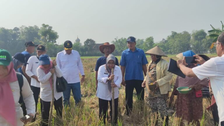 Korporasi Kedelai dan Gerakan Tutup Tanam Kedelai Kabupaten Pati