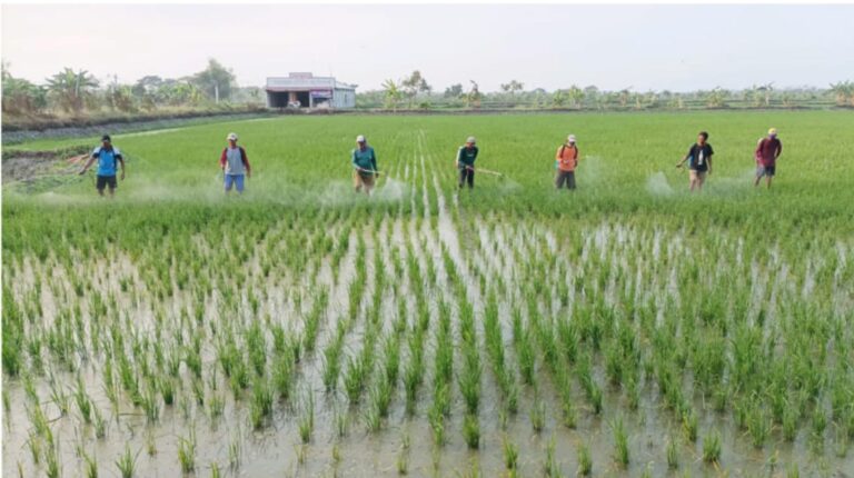 Kawal Petani Supaya Bisa Panen, Kementan Gelar Gerakan Pengendalian dan Bimtek di Lamongan