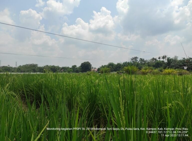 Biopori di Provinsi Riau: Air Cepet Surut, Panen Cepet Naik