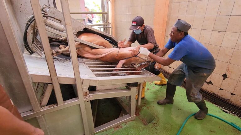 Kementan: Masyarakat Dapat Manfaatkan RPH Untuk Pemotongan Hewan Kurban