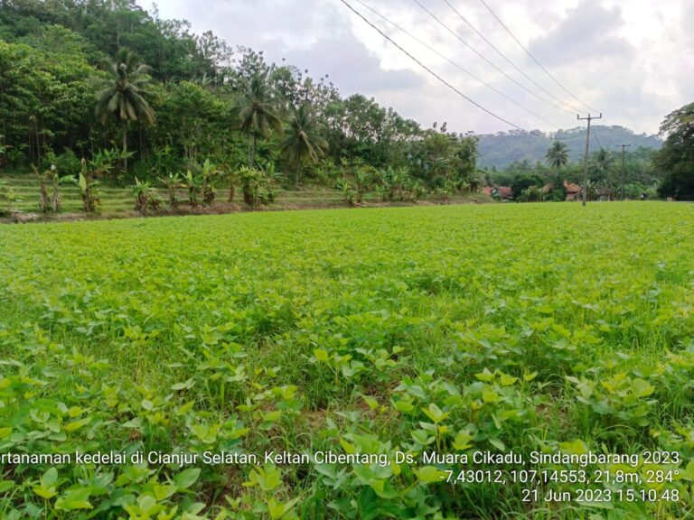 Kementan Pacu Koorporasi Kedelai Kabupaten Cianjur terus Berkembang