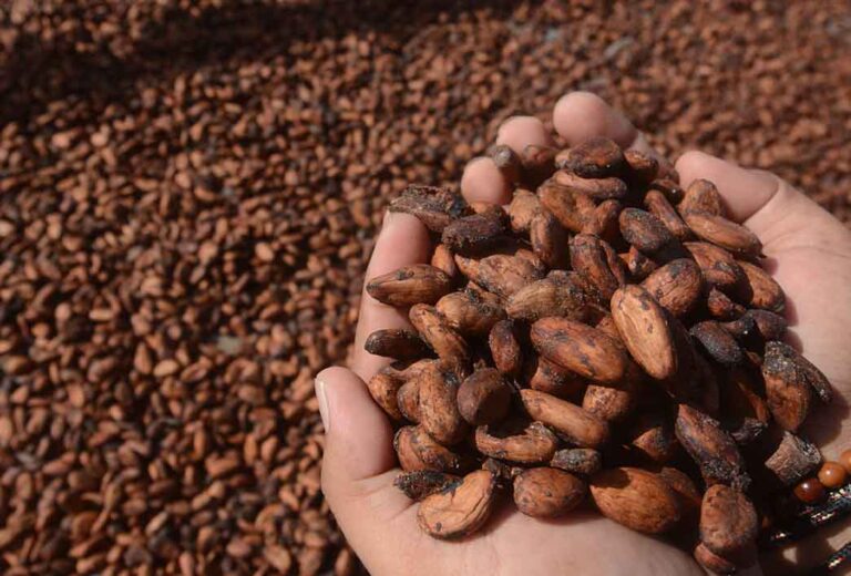 Harga Referensi CPO Anjlok di Bulan Juni, Biji Kakao Menguat