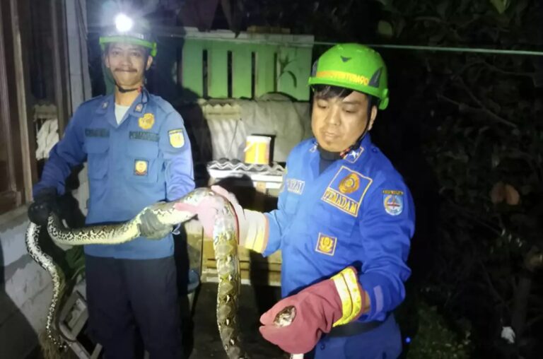 Heboh! Damkar Depok Tangkap Ular Sanca 3 Meter di Rumah Warga