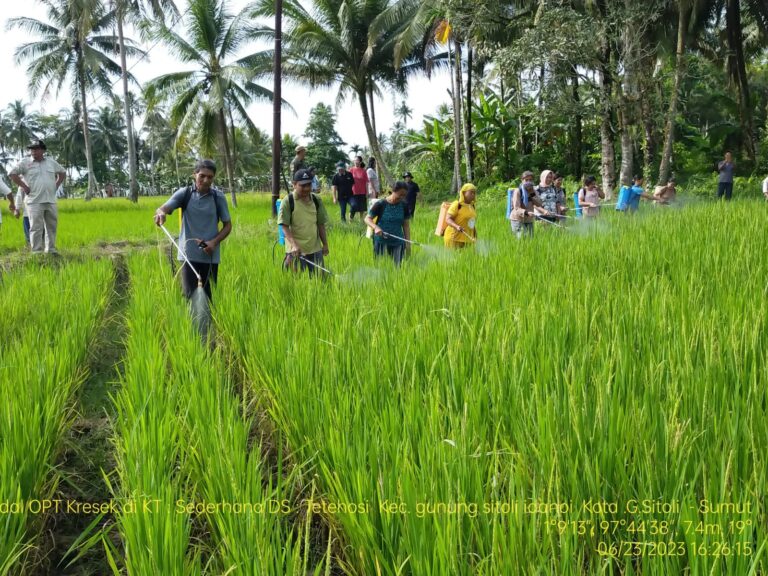 Antisipasi Serangan Wereng di Kepulauan Nias, Kementan Gandeng Pemda Sumut