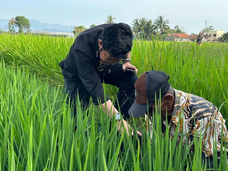 SYL Dorong Percepatan Gerakan Tanam Padi 1.000 hektar di Cianjur