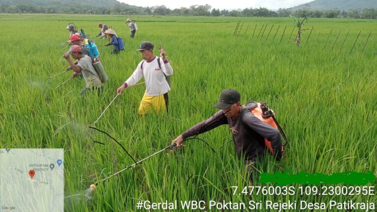 Kementan Gerak Cepat Amankan Serangan Wereng di Jawa Tengah