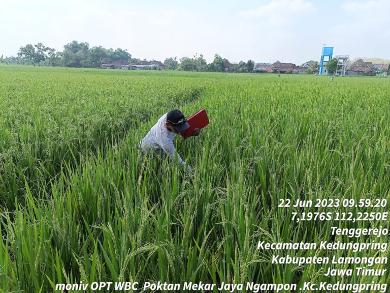 Waspada WBC di Lamongan, Kementan Giatkan Gerakan Pengendalian