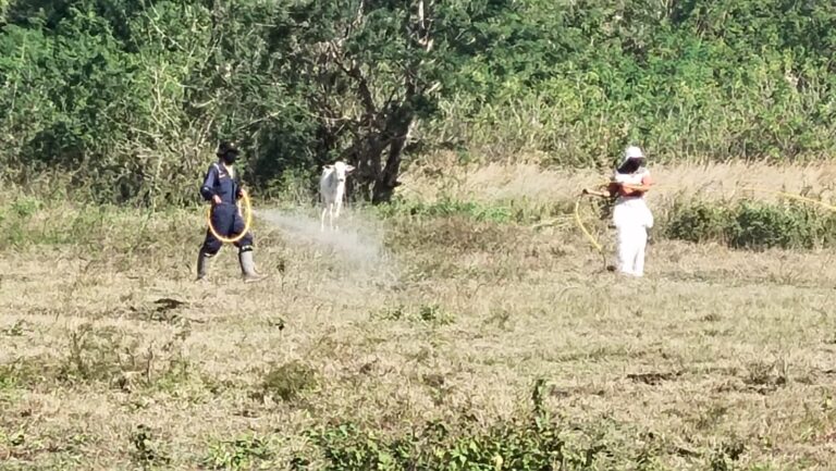 Kementan Bersama FAO dan UGM Pantau Belalang Kembara di Pulau Sumba
