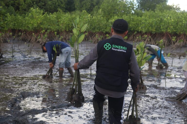 Sinergi Foundation Tanam 3000 Pohon Mangrove di Pesisir Pantai Banyuwangi