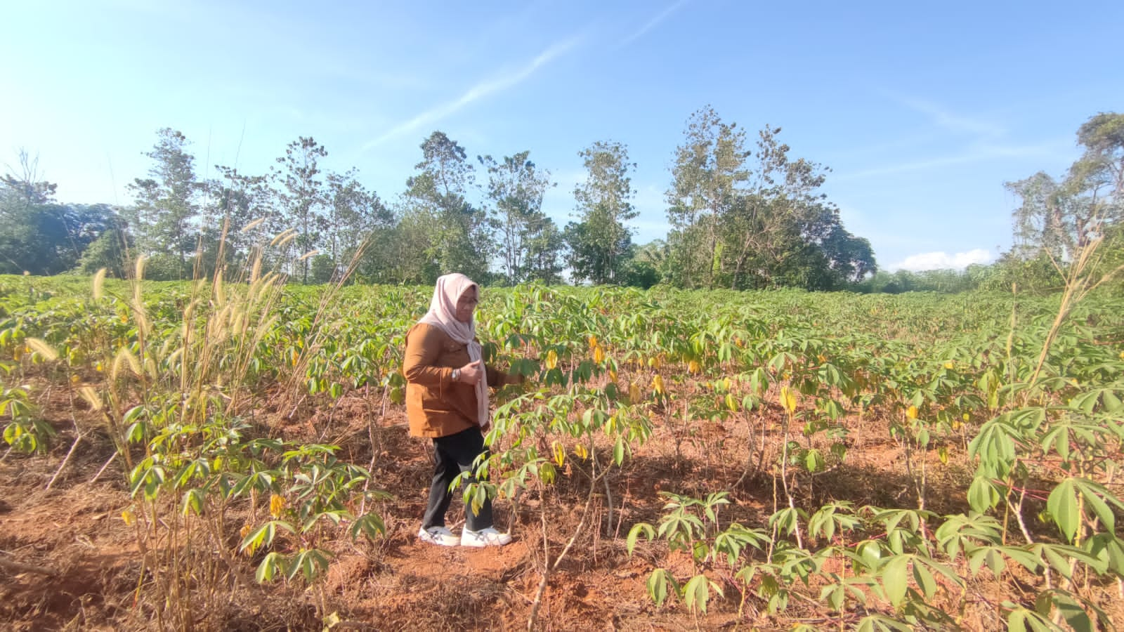 Kementan Lakukan Gerakan Panen Ubi Kayu Di Kabupaten Gowa - MONITOR