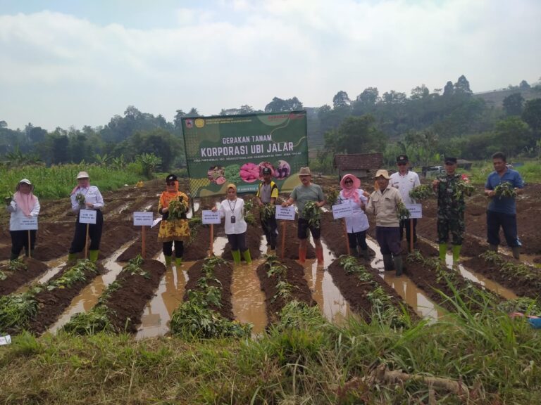 Kementan Terus Dorong Pengembangan Ubi Jalar berbasis Korporasi, Sejahterakan Petani di Karanganyar