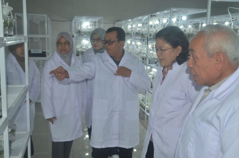 Dorong Peningkatan Produksi, Kementan Launching Benih Pisang Hasil Kultur Jaringan di Kaltim
