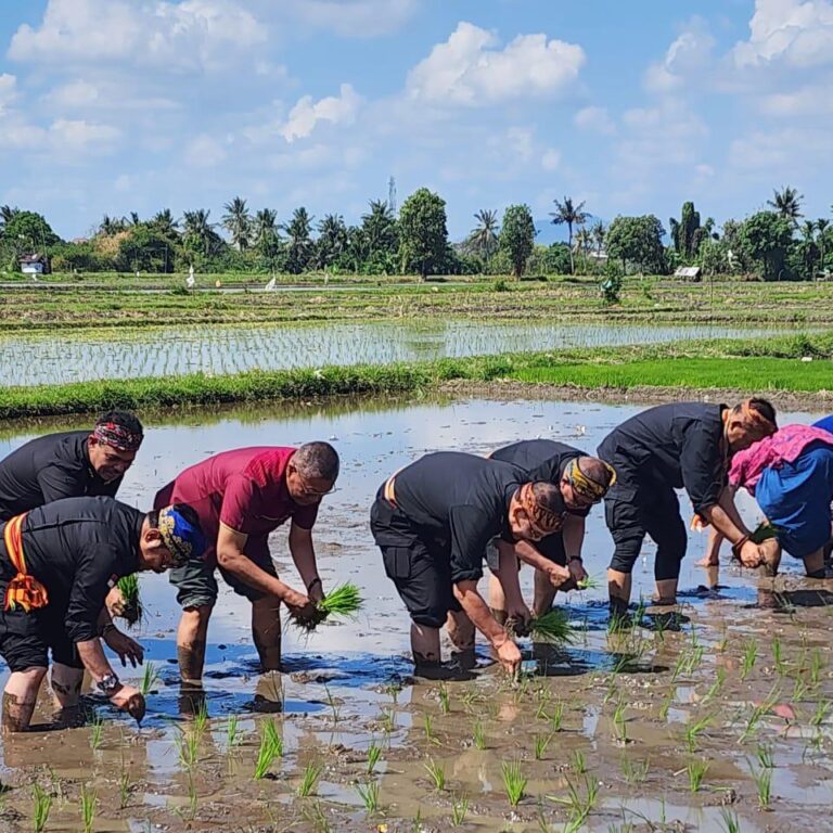 Gernas El Nino di NTB, Mentan SYL Tanam Padi dan Pimpin Pembuatan Biosaka untuk Petani