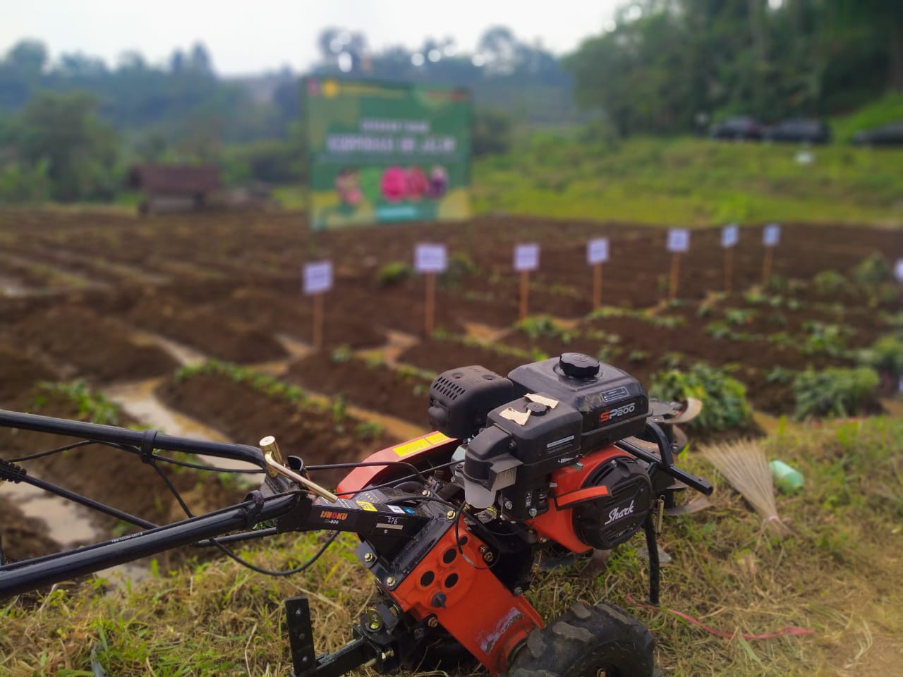 Kementan Terus Dorong Pengembangan Ubi Jalar Berbasis Korporasi ...