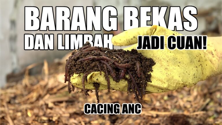 Budidaya Cacing ANC Memanfaatkan Barang Bekas Untuk Cuan Maksimal