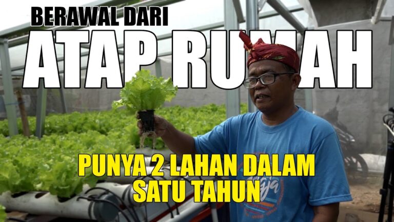 Bertani Hidroponik di Atap Rumah, Raup Cuan di Usia Pensiun