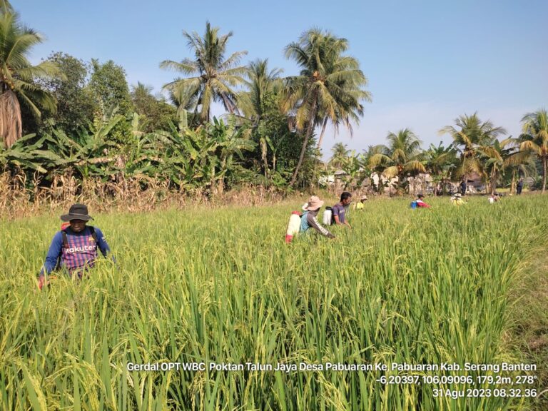 Kementan Lakukan Pengendalian Wereng di Banten