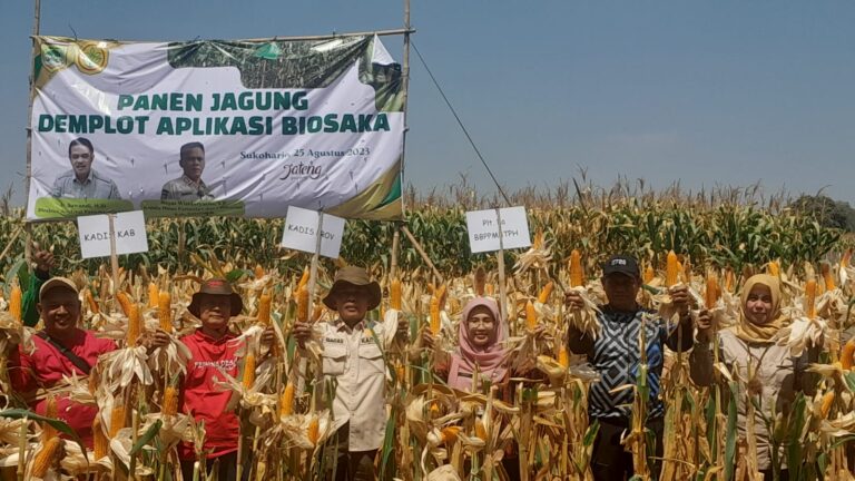 Kadis Pertanian Sukoharjo, Demplot Biosaka jagung produksi naik, hemat pupuk 50-75 persen