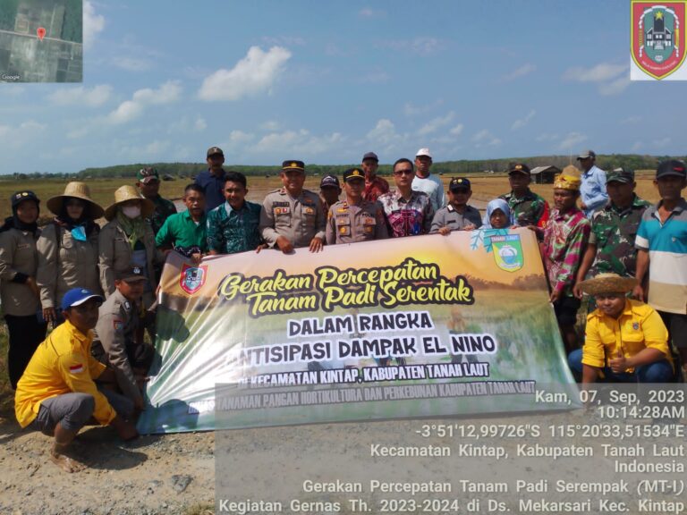 Antisipasi Dampak El Nino Petani di Kabupaten Tanah Laut, Lakukan Gernas Percepatan Tanam Padi Serempak di 10 Titik