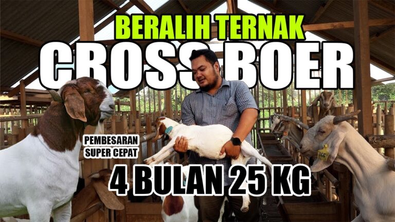 Nekat, Pelihara 400 Ekor Kambing Tanpa Pengalaman Hingga Sukses Breeding Cross Boer