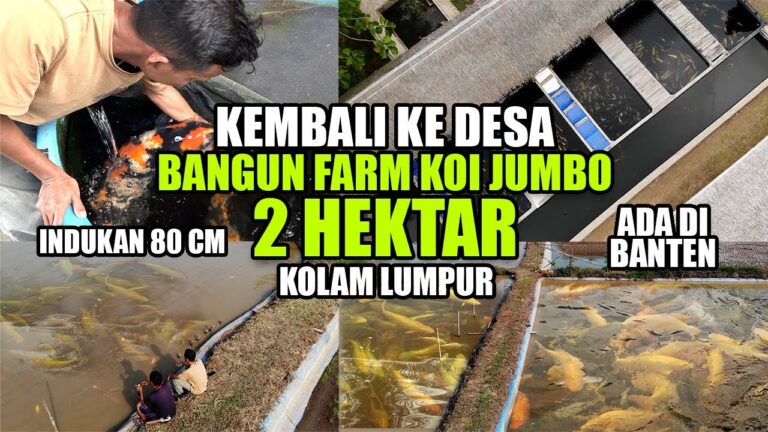 Lengkap ‼️ Kupas Tuntas Usaha Breeding Koi Jumbo 80 Cm di Lahan 2 Hektar