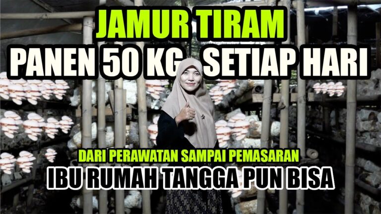 Sukses Budidaya Jamur Tiram, Perawatan Mudah, Harga Tak Pernah Jatuh Bikin Untung Maksimal 