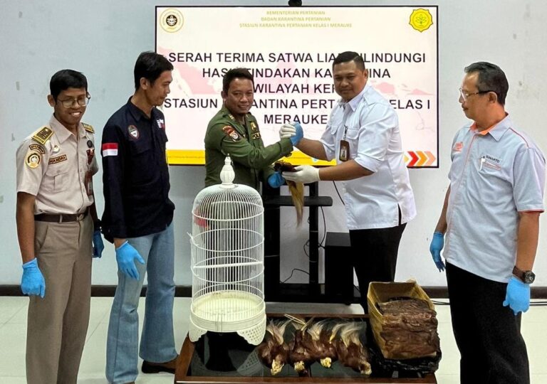 Karantina Merauke Gagalkan Penyeludupan, Cahyono: Semua Satwa Tahanan Diserahterimakan