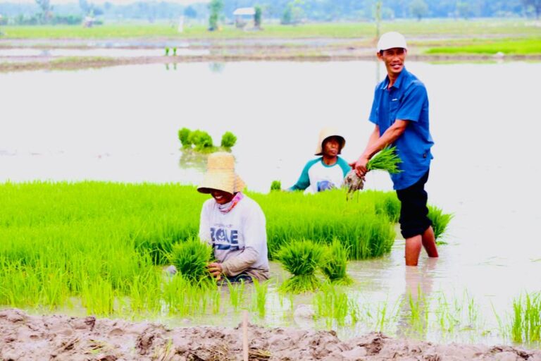 Jaga Stabilitas Pangan Selama El Nino, Kementan Siapkan 500 Ribu Hektar Lahan dan Benih di 10 Provinsi