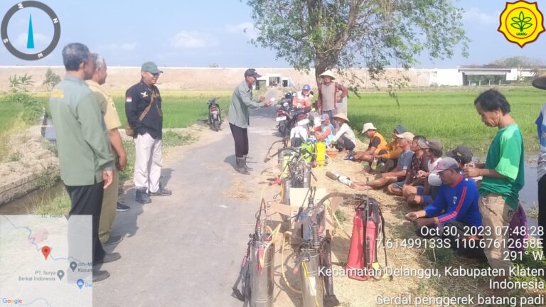 Kementan Turun Kendalikan Serangan Hama Penggerak Batang Padi di Klaten