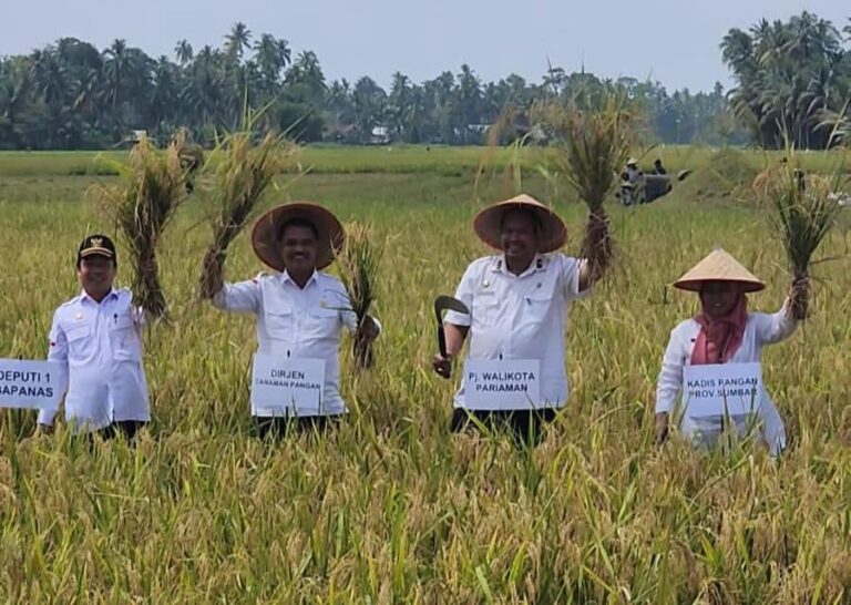 Lakukan Panen Padi Di Pariaman, Kementan Apresiasi Peningkatan Produksi dan Luas Tanam Di Sumbar