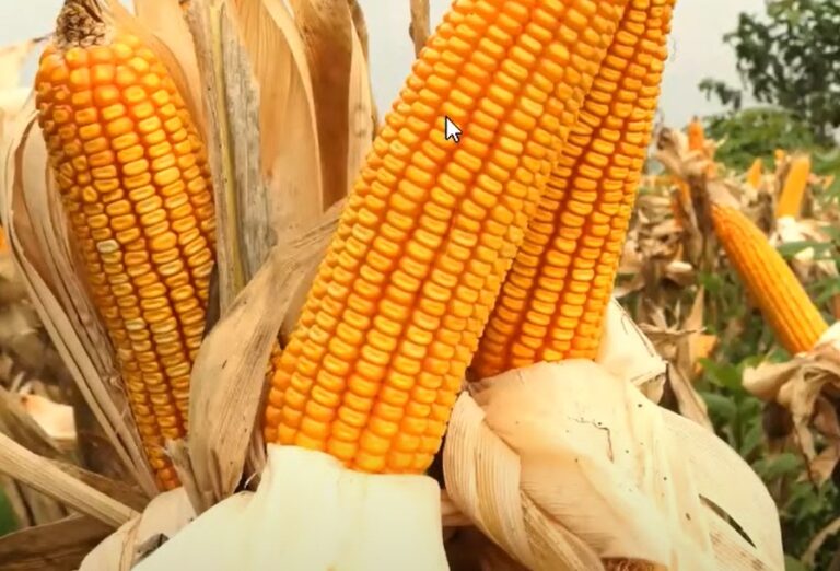 Kementan Dorong Peningkatan Kualitas Jagung sebagai Bahan Pakan