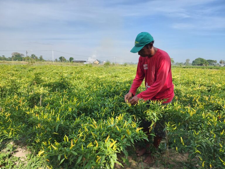Kementan Gerak Cepat Atasi Lonjakan Harga Cabai Akibat Perubahan Iklim