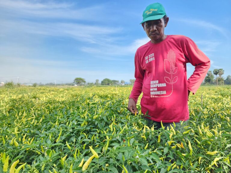 Stabilkan Harga, Kementan Bersama Petani Champion Guyur Pasokan Cabai ke Pasaran